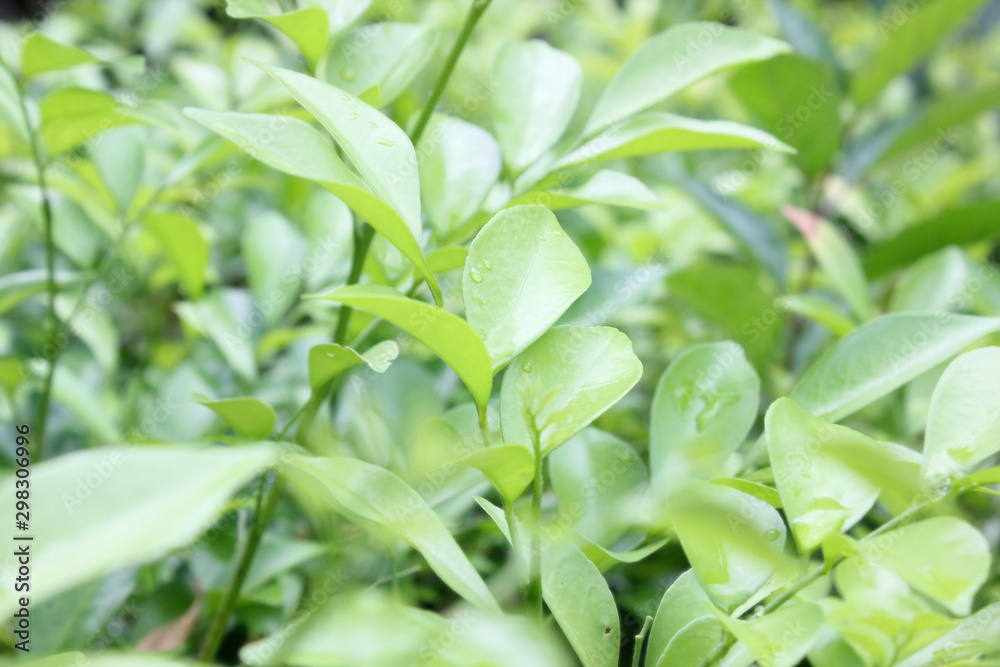 green plant, green nature background concept, wallpaper green plant, green nature background concept, wallpaper