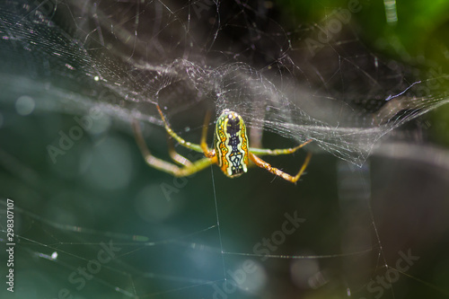 Fotografia Spiders are small animals with beautiful colors