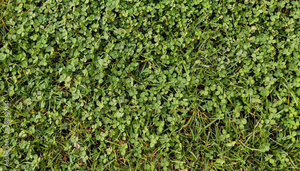 Seamlees green grass field Seamlees green grass field