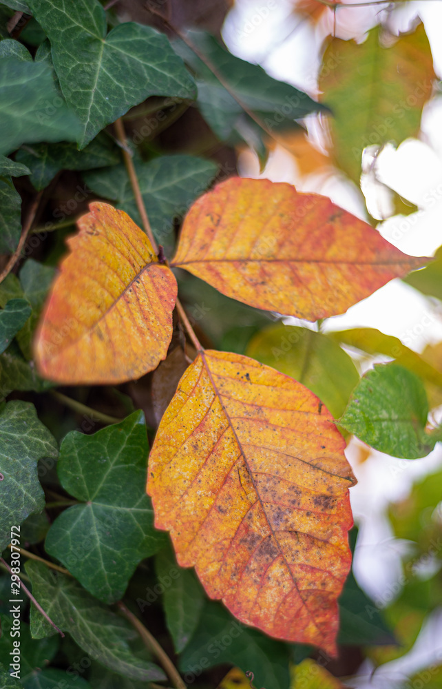 Obraz premium autumn leaves