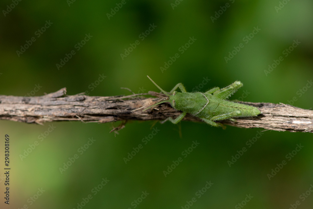 Image of green grasshopper, insect ,On a branch, on nature background. Image of green grasshopper, insect ,On a branch, on nature background.