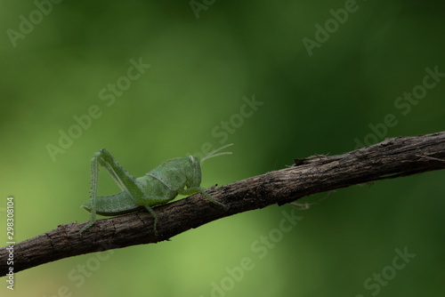 Image of green grasshopper, insect ,On a branch, on nature background.