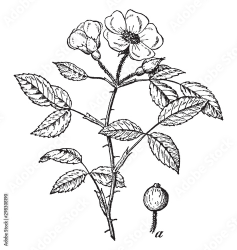 Prairie Rose vintage illustration.