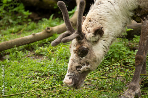 caribu eating grass in pairi daiza photo