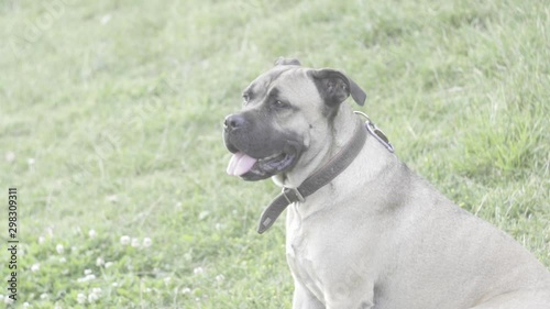 piano medio di cane pitbull con lingua di fuori in un parco