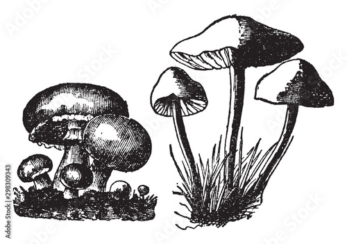 Mushroom vintage illustration.