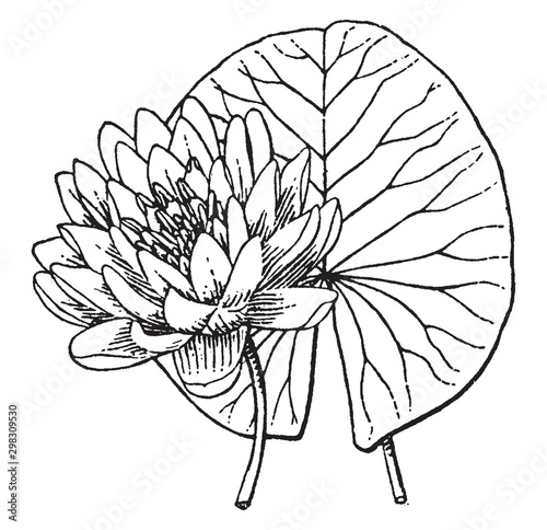 Nymphaea vintage illustration.