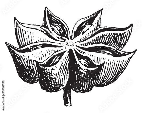 Star Anise vintage illustration.