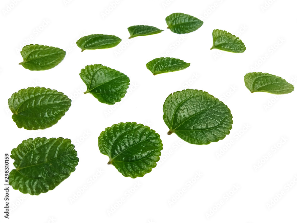 set of green leaves isolated on white