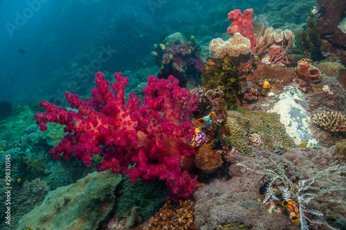 Coral reef South Pacific photo