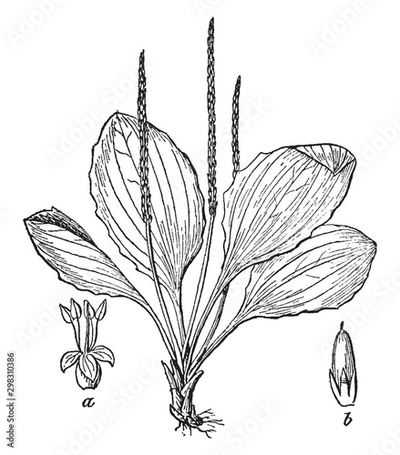 Plantain vintage illustration.