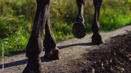 hooves of a horse walking on the ground