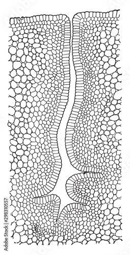 Nectar Gland vintage illustration.