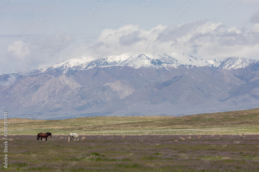 Wild Horses in the Utah Desert in Spring Wild Horses in the Utah Desert in Spring