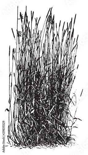 Timothy vintage illustration.