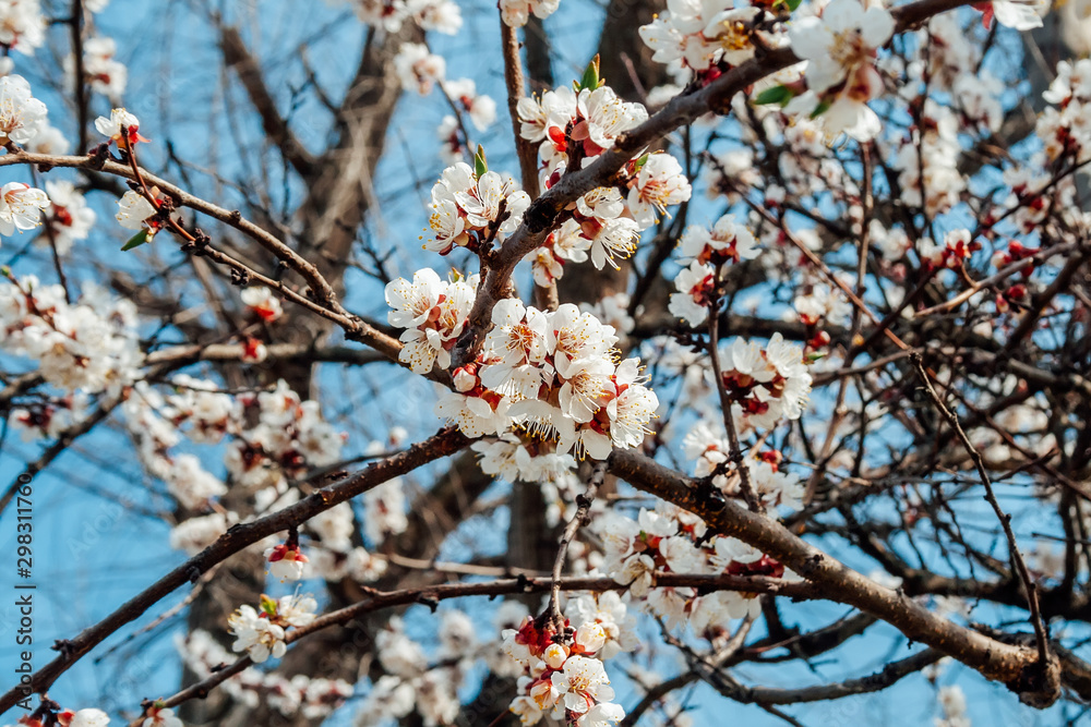Blooming apricot tree branches against the blue sky Blooming apricot tree branches against the blue sky