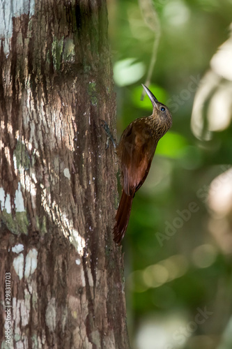 Buff throated Woodcreeper photographed in Linhares  Espirito Santo. Southeast of Brazil. Atlantic Forest Biome. Picture made in 2013.