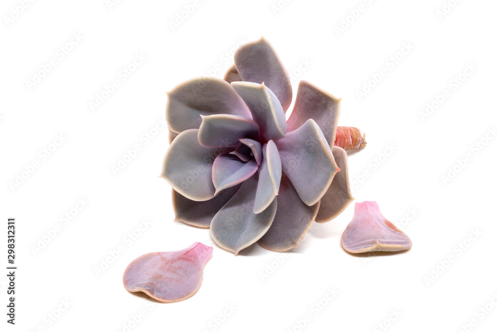 Closeup view on cut Echeveria lilacina with two torn leaves isolated on white background with shadow. Ghost Echeveria is a species of succulent plants belonging to the family Crassulaceae Closeup view on cut Echeveria lilacina with two torn leaves isolated on white background with shadow. Ghost Echeveria is a species of succulent plants belonging to the family Crassulaceae