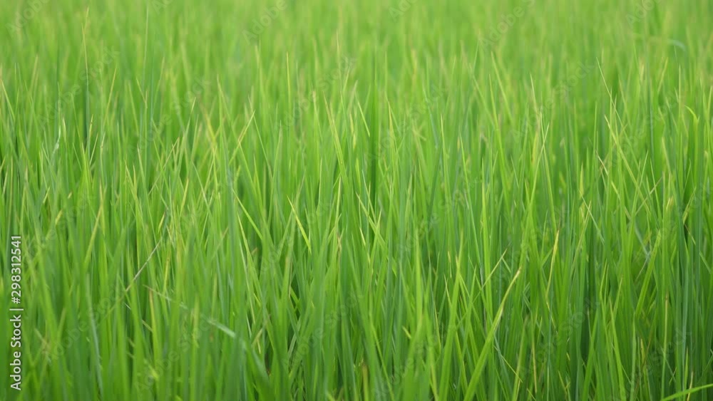 close up background of green rice plant. close up background of green rice plant.