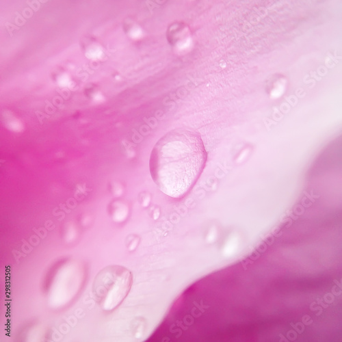 Water droplets on a pink peony petal. Closeup view