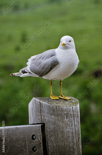 Seagull standing on fencepost in denali national park alaska