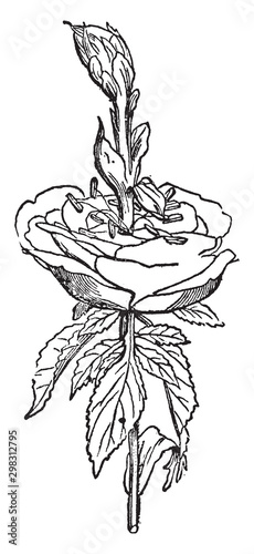 Rose vintage illustration. photo