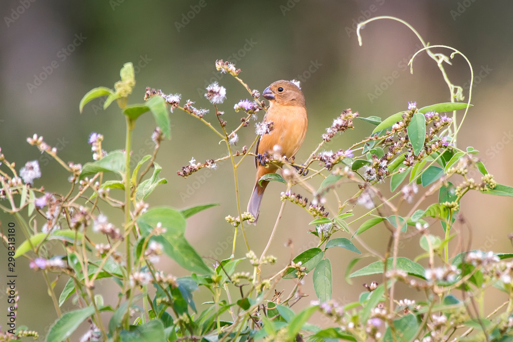 White bellied Seedeater female photographed in Linhares, Espirito Santo. Southeast of Brazil. Atlantic Forest Biome. Picture made in 2013. White bellied Seedeater female photographed in Linhares, Espirito Santo. Southeast of Brazil. Atlantic Forest Biome. Picture made in 2013.