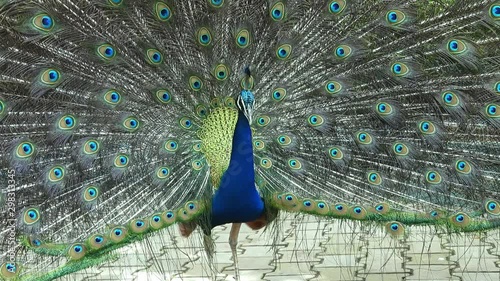 Wonderful peacock bird with tail feathers open at ritualist dancing. Handheld photo