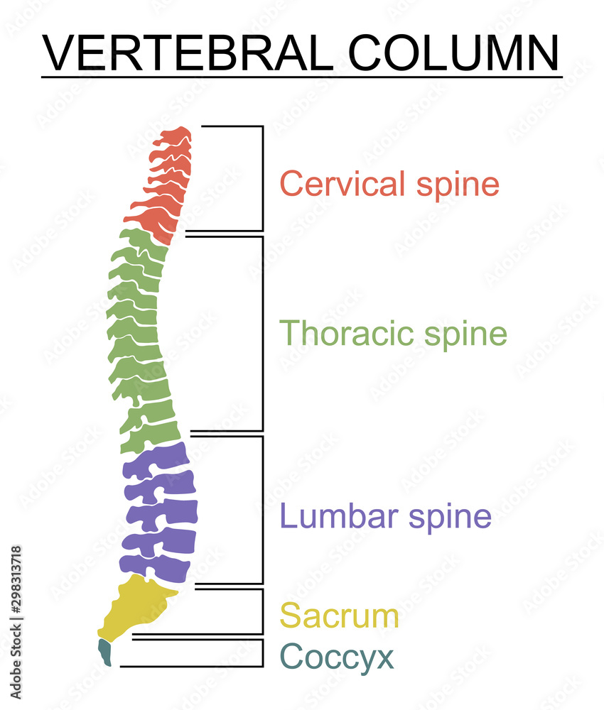 Diagram of a human spine with the name and description of all sections