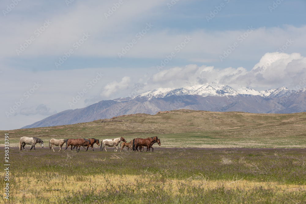 Fototapeta premium Wild Horses in the Utah Desert in Spring