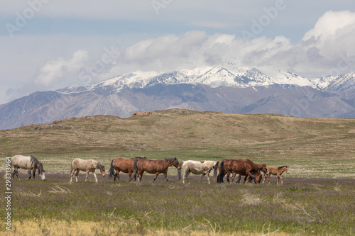 Wild Horses in the Utah Desert in Spring
