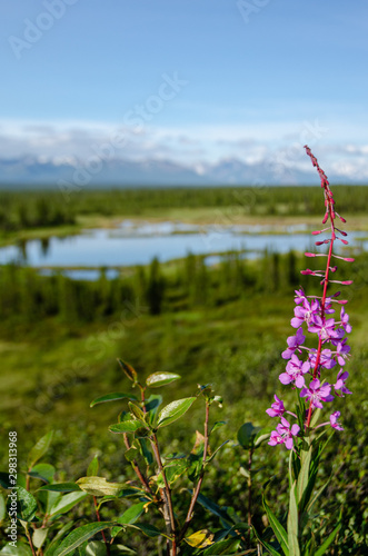 Fireweed on the denali highway in the mountainous alaskan backcountry and wilderness