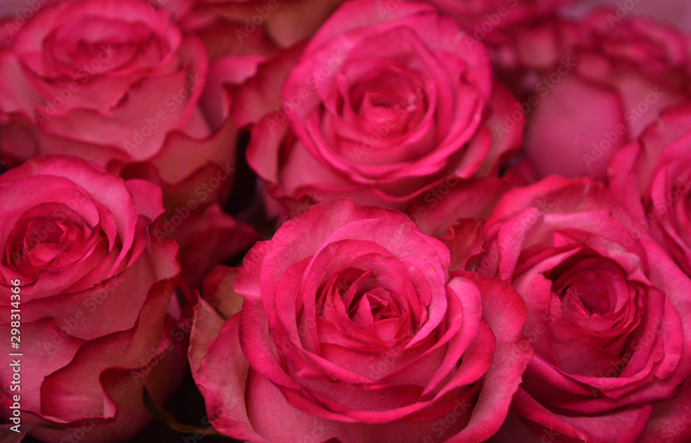 Bouquet of luxurious bright pink roses. Floral composition, background, texture. Postcard, wallpaper. Bouquet of luxurious bright pink roses. Floral composition, background, texture. Postcard, wallpaper.
