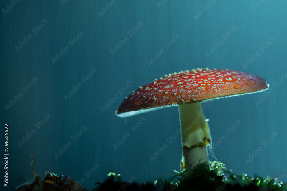 Amanite le champignon magique sous la pluie Stock Photo