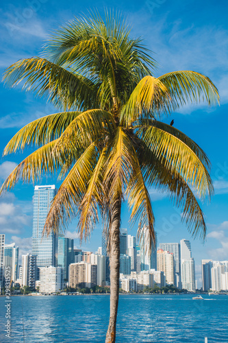 Miami Palmtree © monkifoto