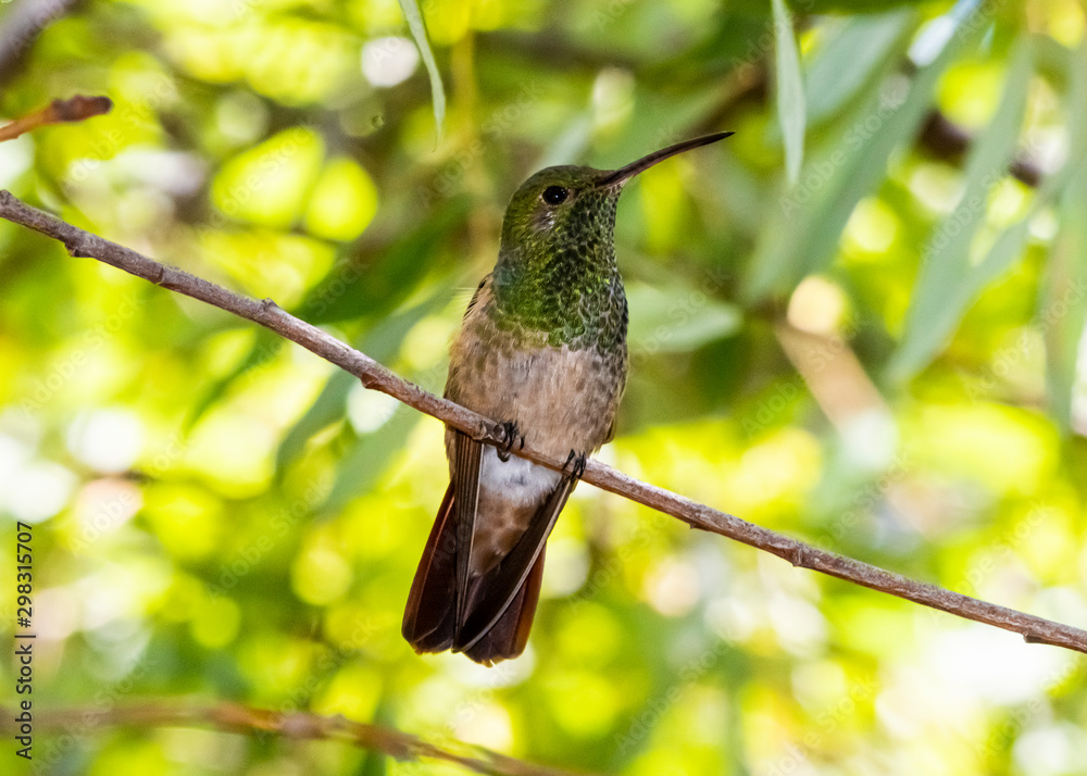 berylline hummingbird