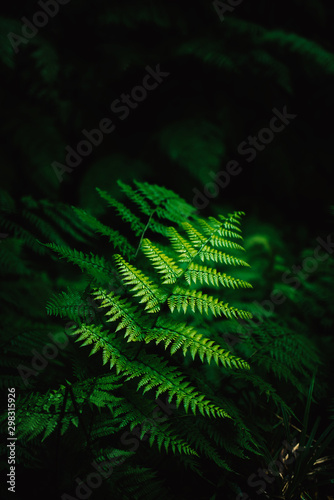 Fern leaves on a dark background in the forest. Madeira. Dark forest with ferns. Beautiful green background.