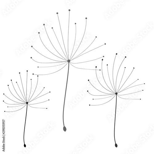 Dandelion in abstract style on white background. Vector floral background. Dandelion vector. Botany background