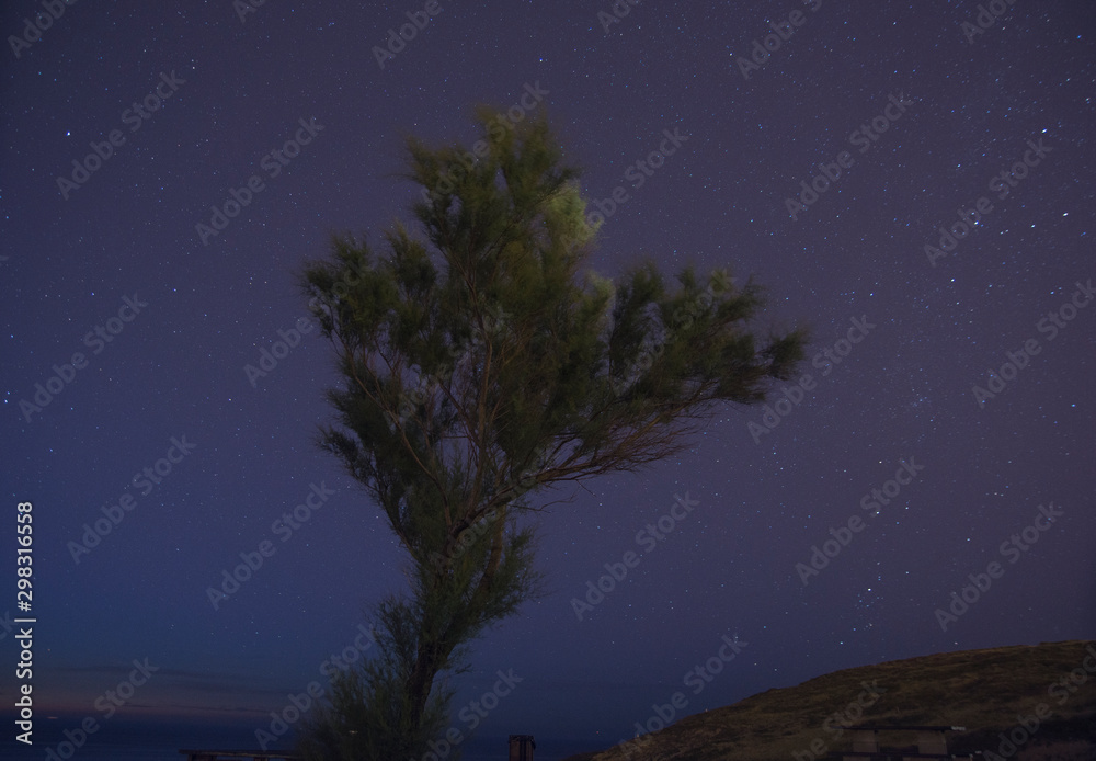 tree under the night stars
