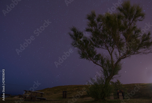 tree under the night stars