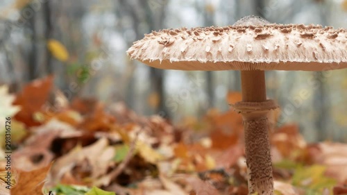 Big parasole mushroom close-up. Macrolepiota procera mushroom 4k