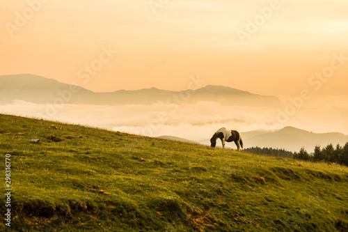 Horse eating grass in the mountains