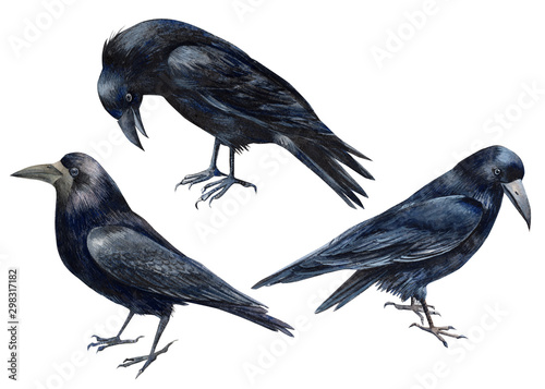 halloween, set of birds, black ravens on an isolated white background, watercolor illustration, clipart