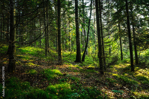 Beautiful summer forest with different trees © maxandrew