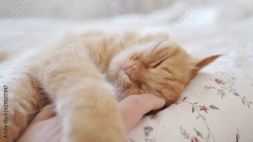 Cute ginger cat lying in bed. Man stroking his fluffy pet. Morning bedtime in cozy home.