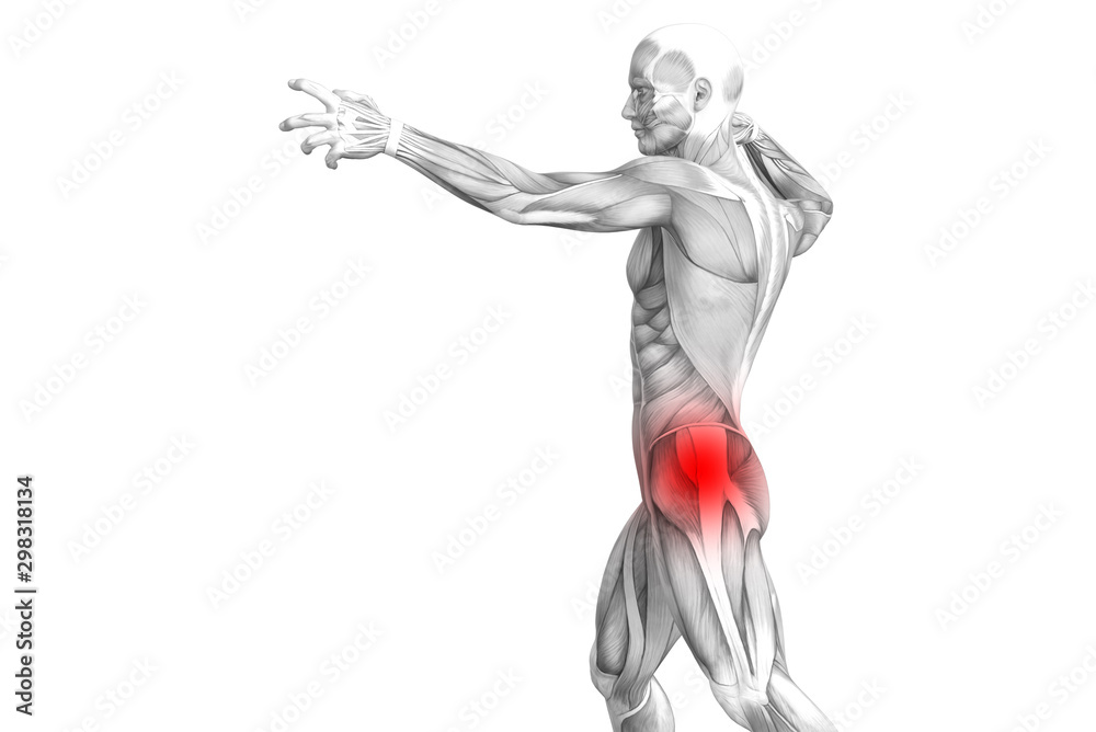 Conceptual hip human anatomy with red hot spot inflammation articular joint pain for leg health care therapy or sport muscle concepts. 3D illustration man arthritis or bone sore osteoporosis disease Conceptual hip human anatomy with red hot spot inflammation articular joint pain for leg health care therapy or sport muscle concepts. 3D illustration man arthritis or bone sore osteoporosis disease