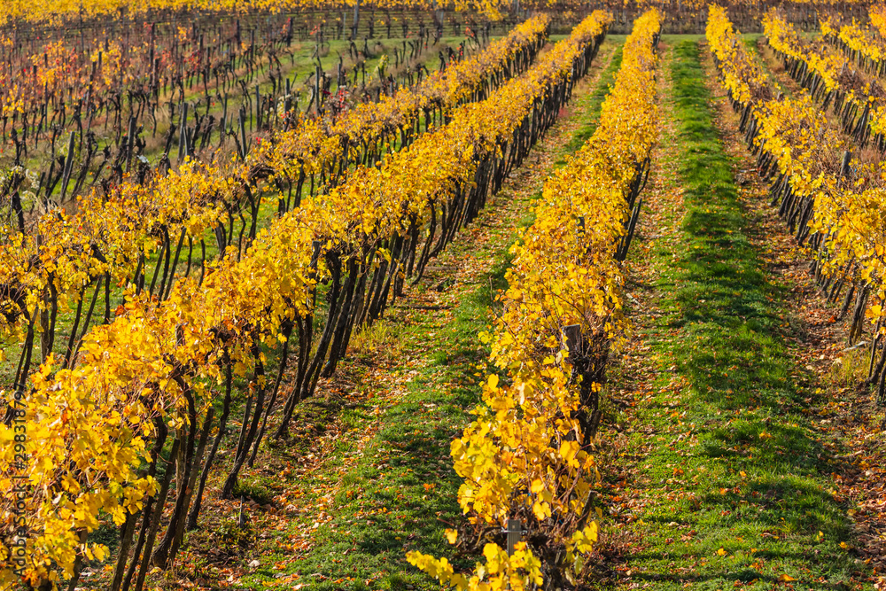 autumn vineyard rows