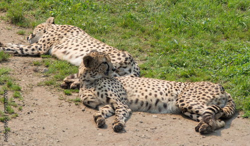 guepard couple lying on the ground