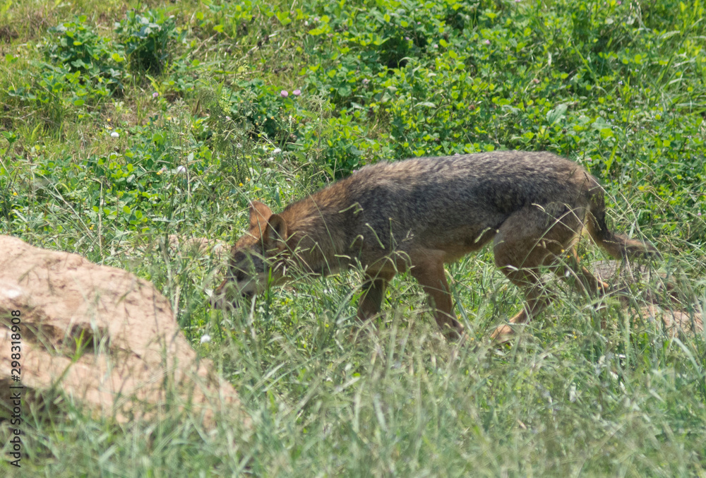 iberian wolf in cabarceno natural park, spain iberian wolf in cabarceno natural park, spain