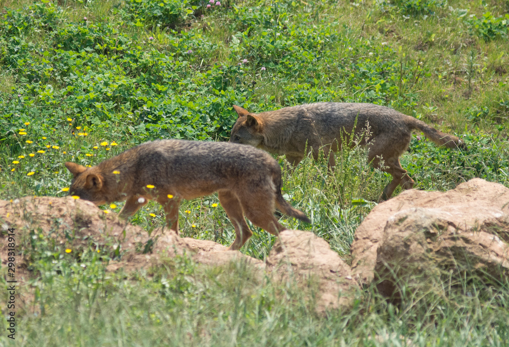 iberian wolf in cabarceno natural park, spain iberian wolf in cabarceno natural park, spain